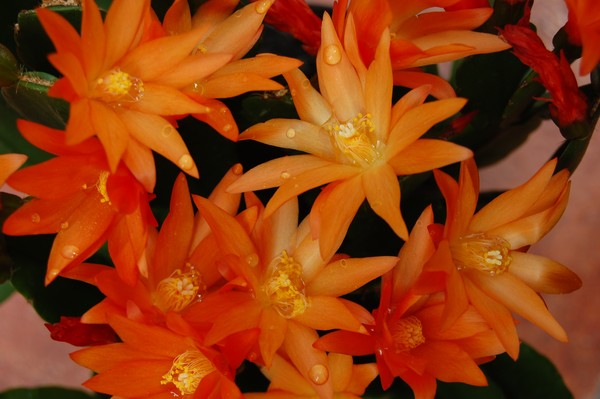 Stunning Easter cactus