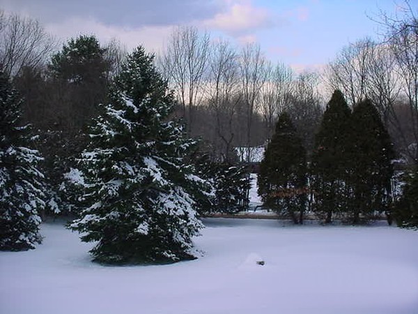 First Snow on the Pines