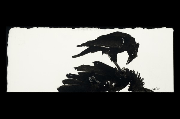 dead crow