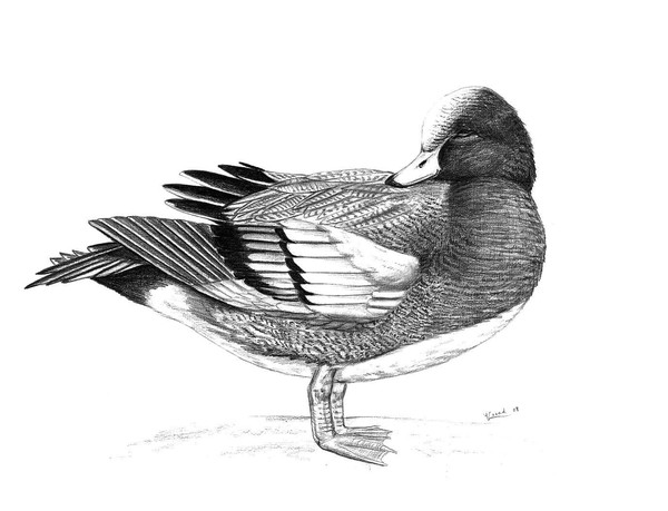  Eurasian wigeon (Anas penelope)