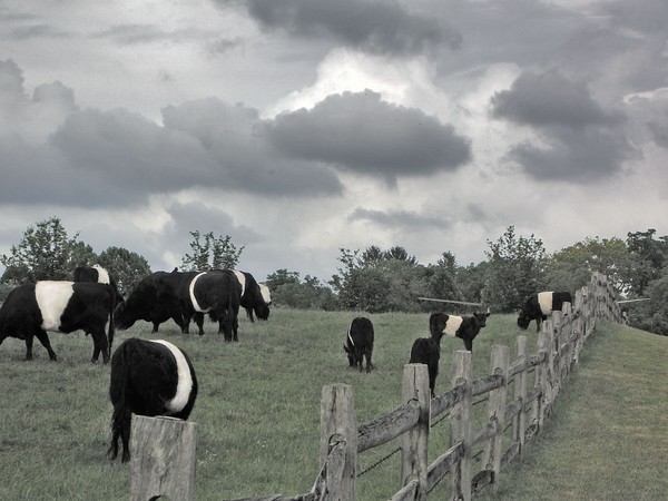 My favorite oreo cookie cows
