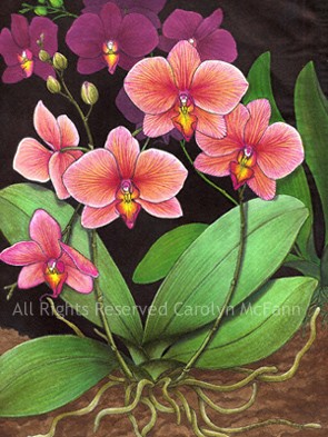 Phalaenopsis Orchids Study