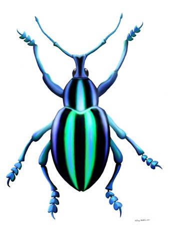 Asian Boll Weevil