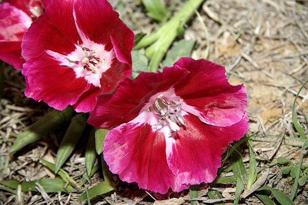 Pink Pink