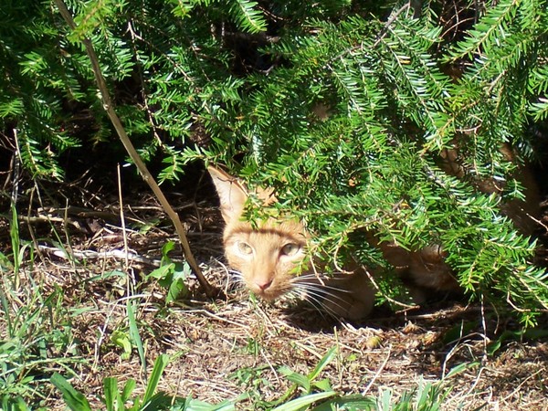 HIDE AND SEEK