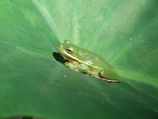 Tree Frog