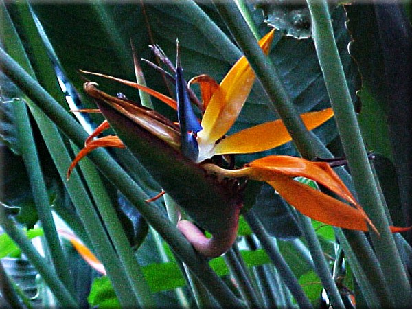 Birds of Eden