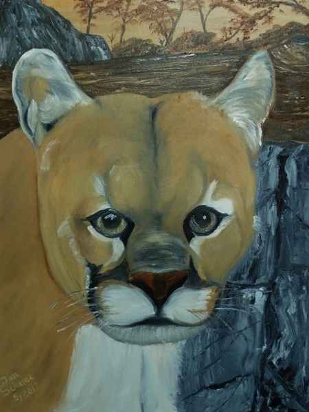 North American Mountain Lion