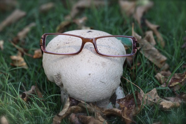 Shroom Head