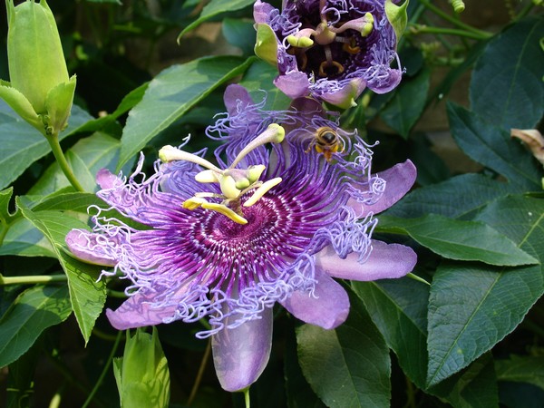 Bee Passion