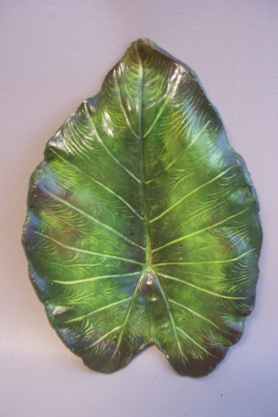 Alocasia