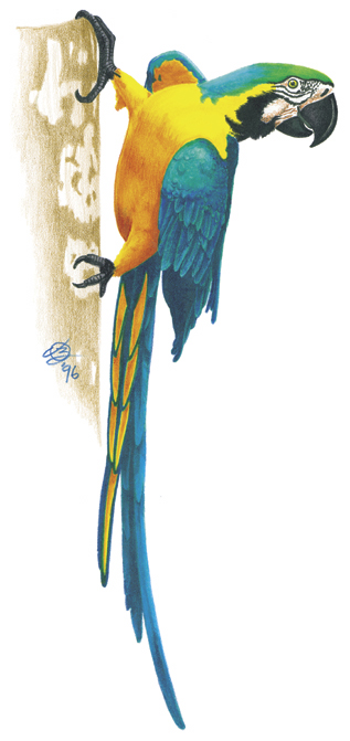 blue & gold macaw