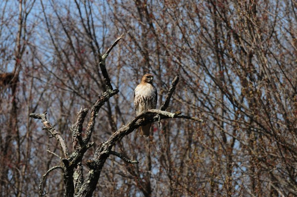 Red-tailed Hawk