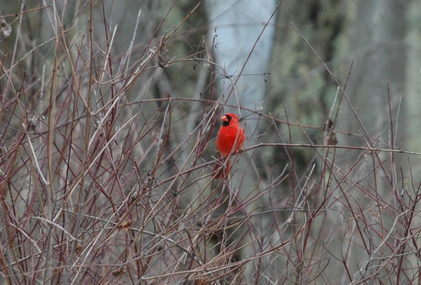 Northern Cardinal