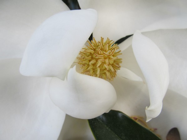 Magnolia