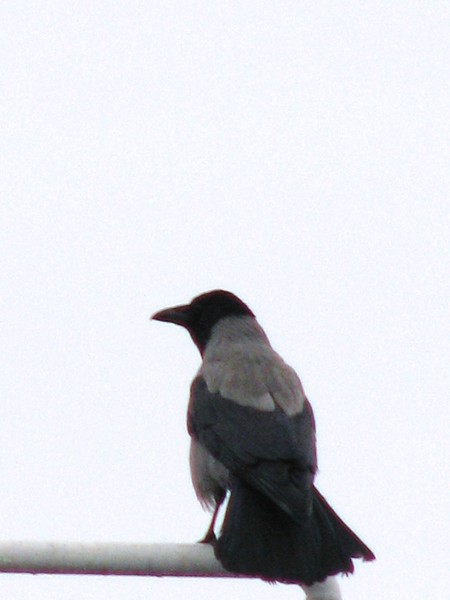 birds series/black 2008