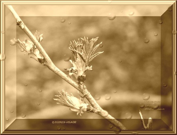 digital art- series -Sepia