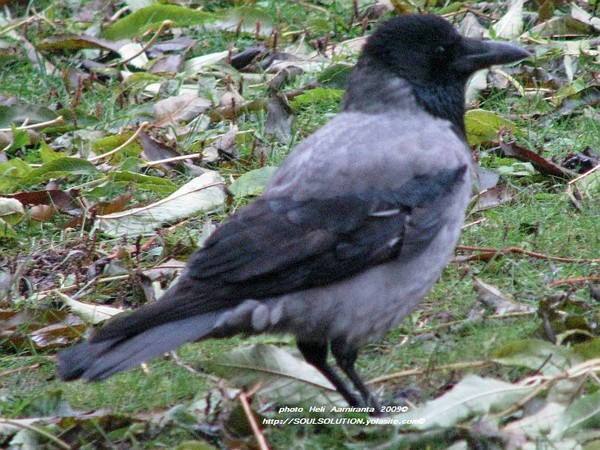 black..bird