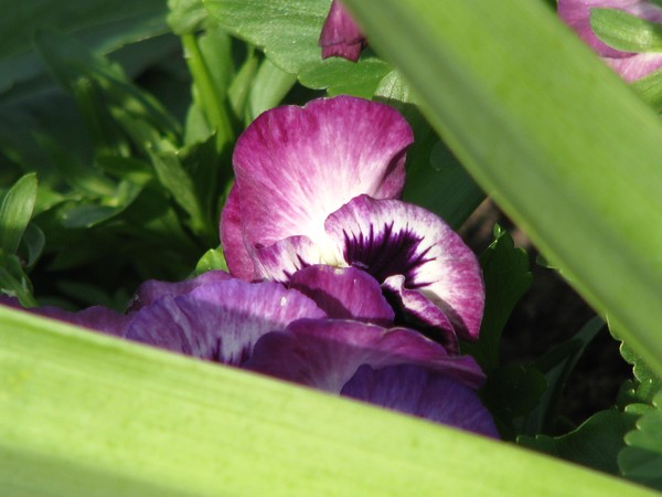 ..more of purple..florals