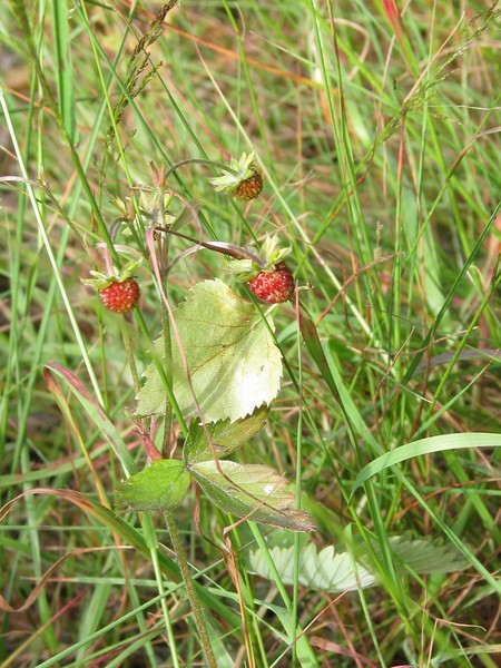 ..wild strawberries..