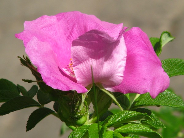 the rose
