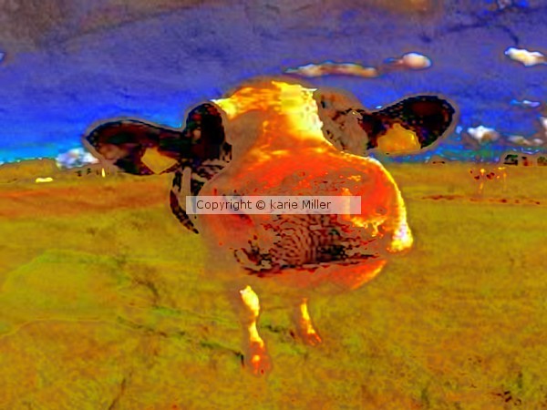 mooooo