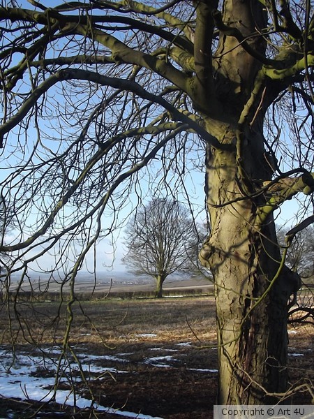 In.the.Shade.of.the.Winter.Tree
