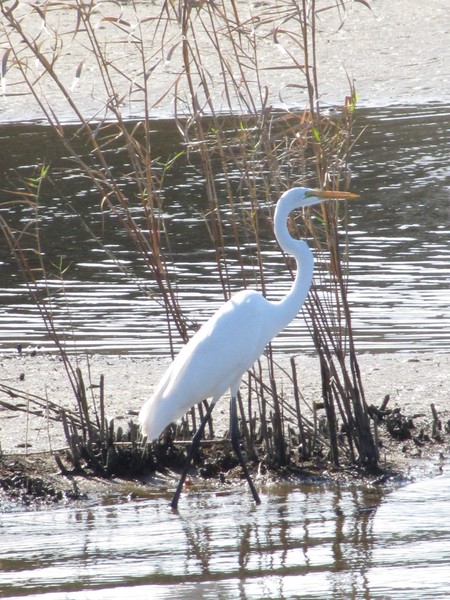 White Egret