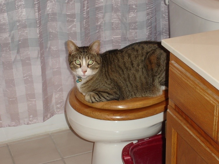 Romeo warming the seat