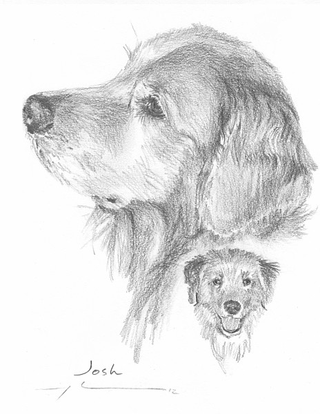 golden retriever pencil portrait