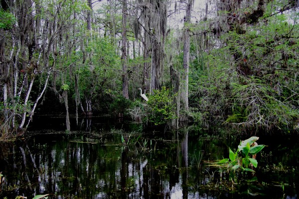 Big Cypress Scene