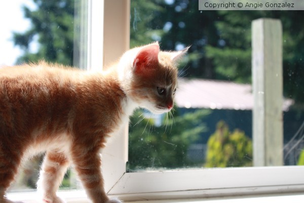 Orange Kitty