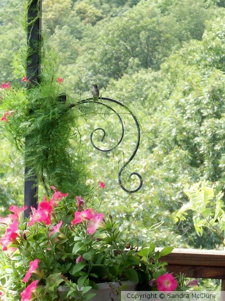 Hummingbird Haven