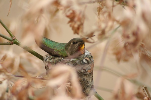MOTHER HUMMER