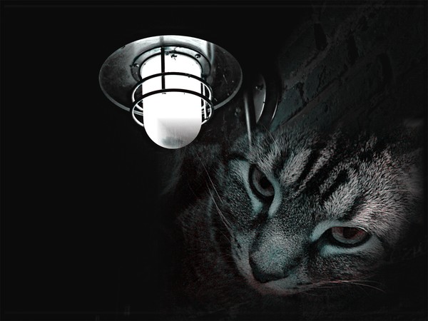 Night Cat