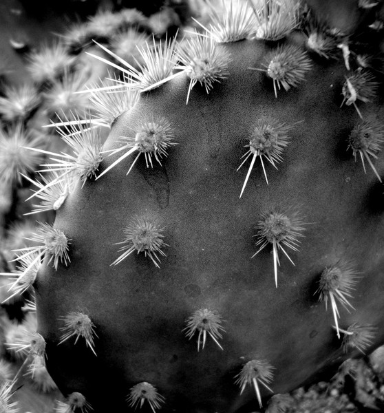 Cactus