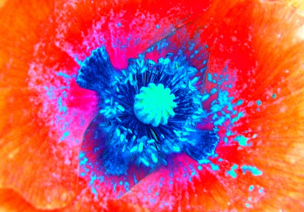 Poppy #1