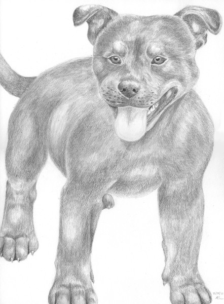 Staffordshire Bull Terrier