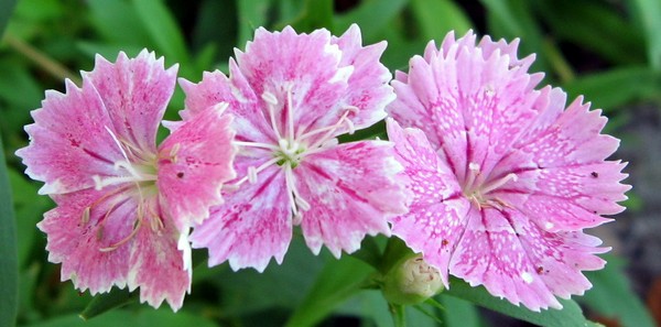 Dianthus growing in the garden
