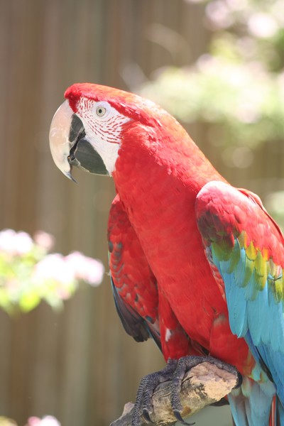 Preety Bird!