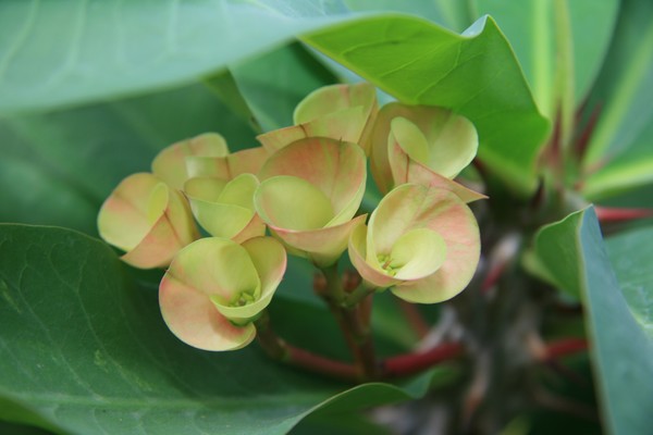 Tropical Floral Series #0017