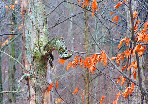 The Tree Sentinel