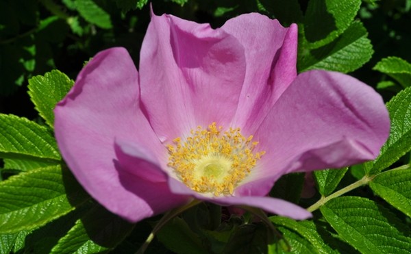 Open Rose