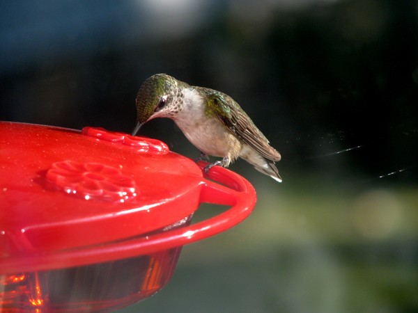 Hummingbirds August 2008. Nashville Tennessee