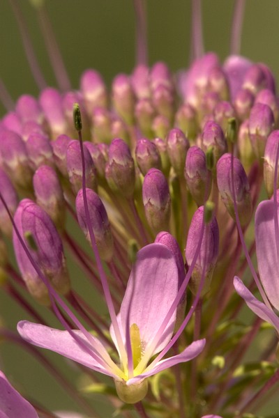 Pink Bee Balm