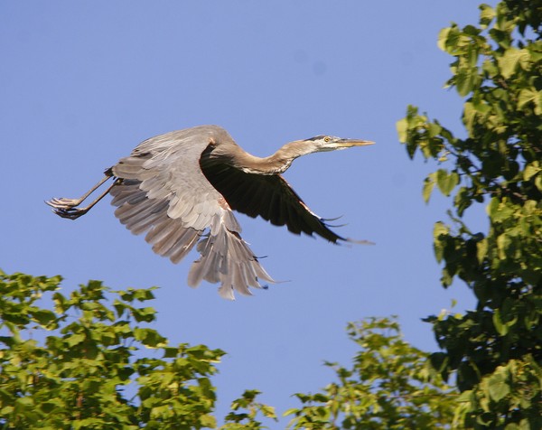 Blue Heron in Flight.