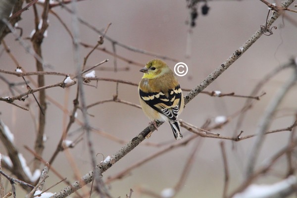 Goldfinch!