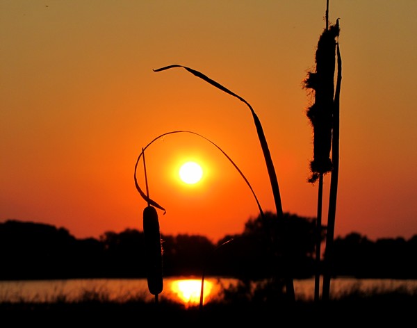 It's Cattail Hour!