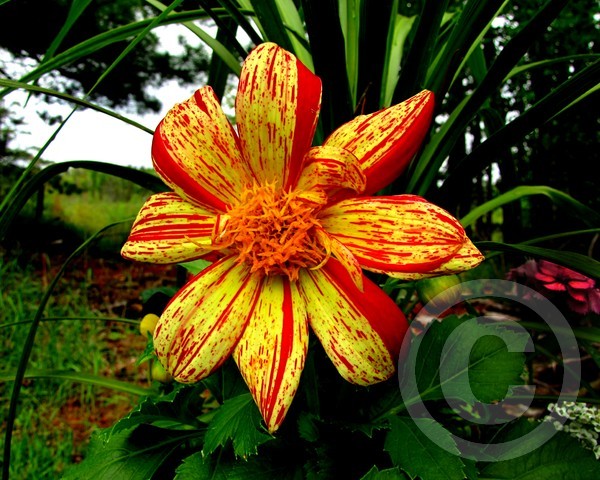 Colorful Dahlia 2013!