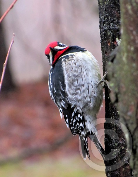 Yellow-bellied Sap Sucker Stare